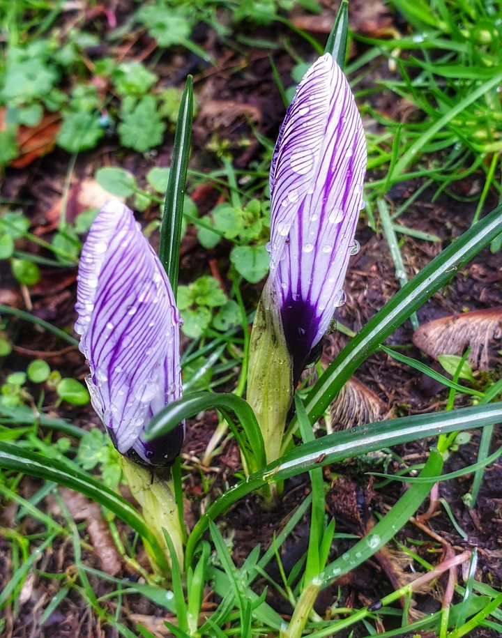 flowers