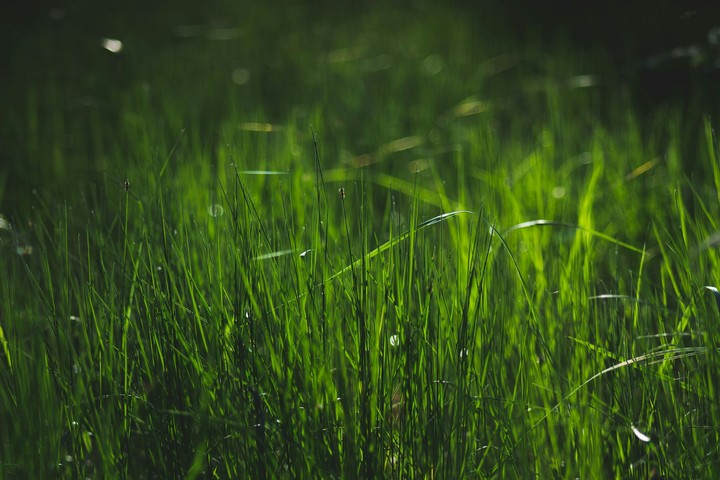 Grass in forest