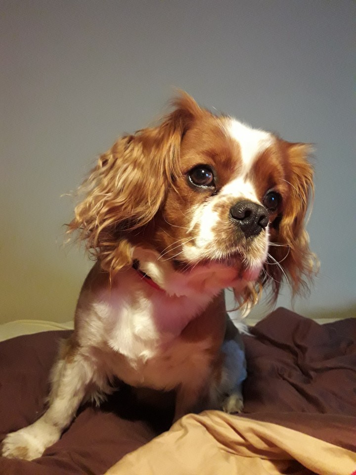 cavalier