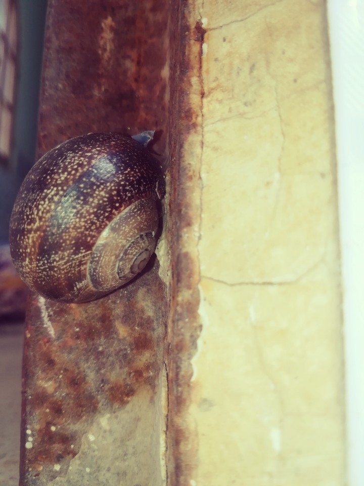 Escargot
