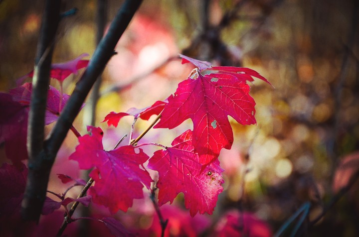 red autumn