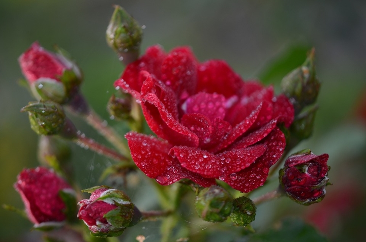 Roses & dew