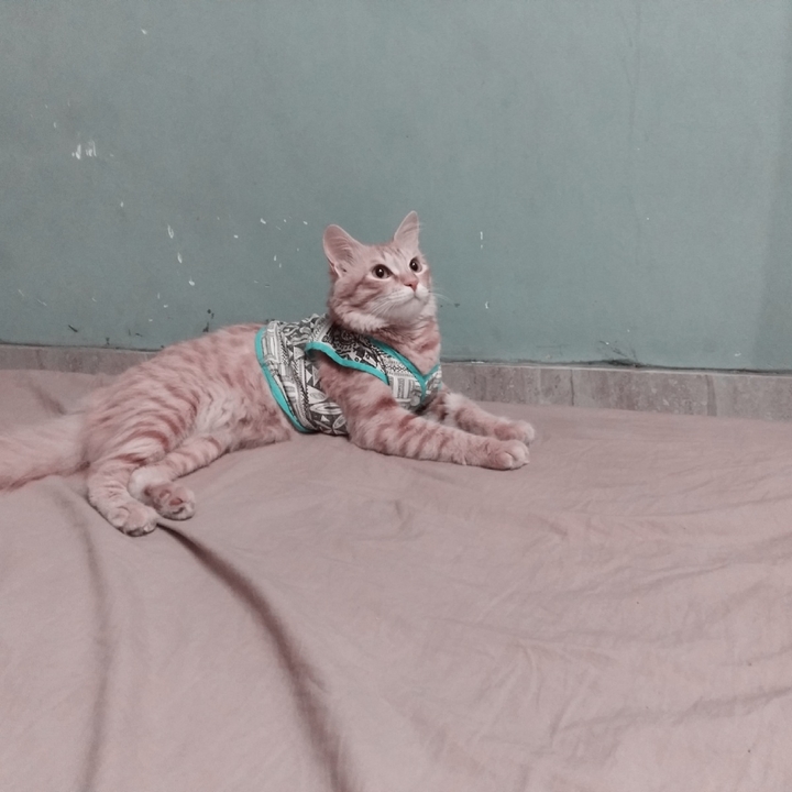 fantasizing cat