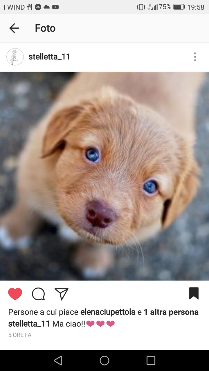 cagnolino