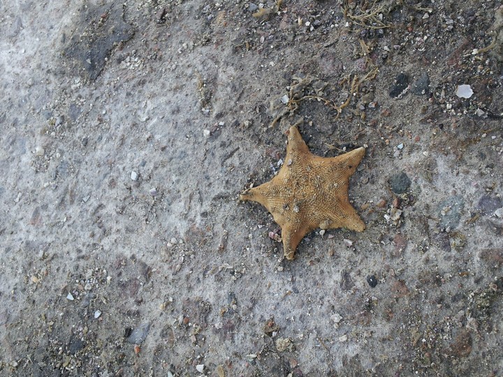 불가사리starfish