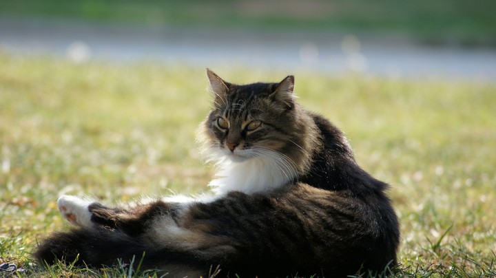 cat