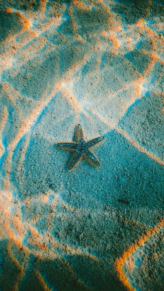Las estrellas de los oceanos