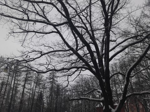 Snowy tree
