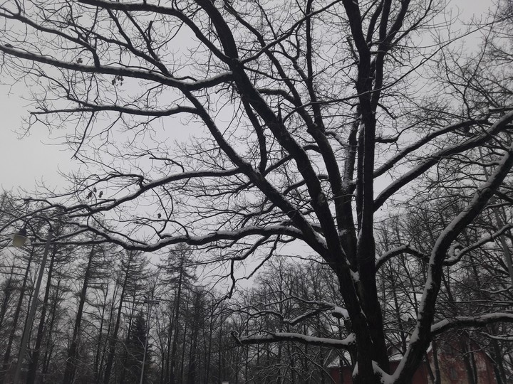 Snowy tree
