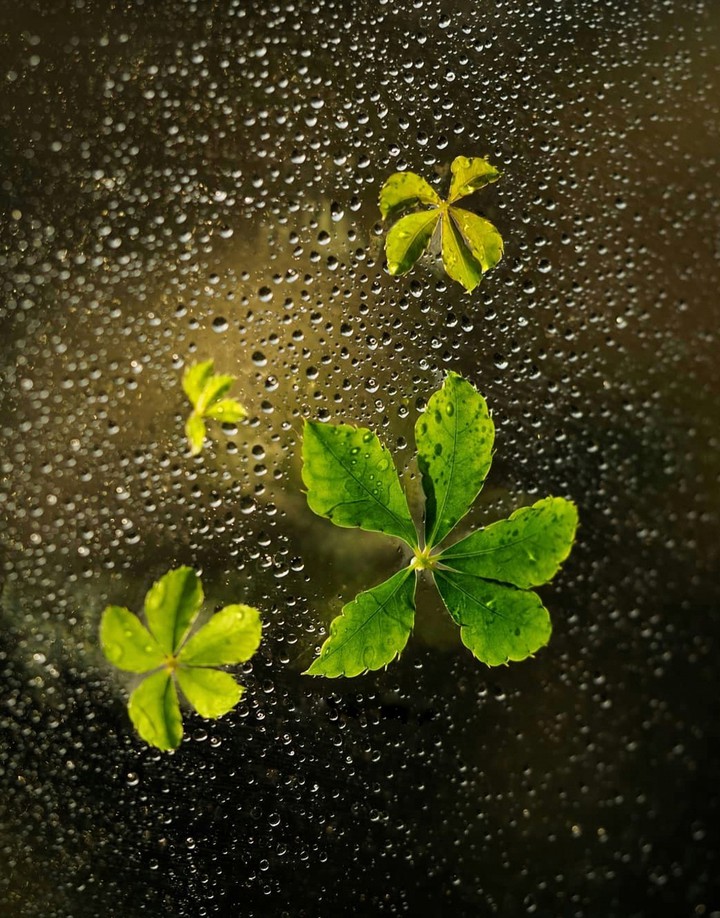 Leafe & Drops