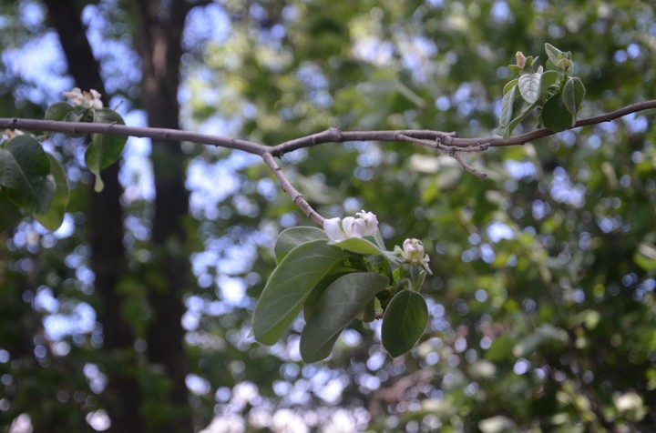 Blooming