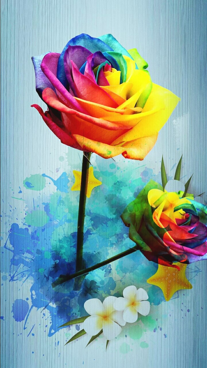colourful rose
