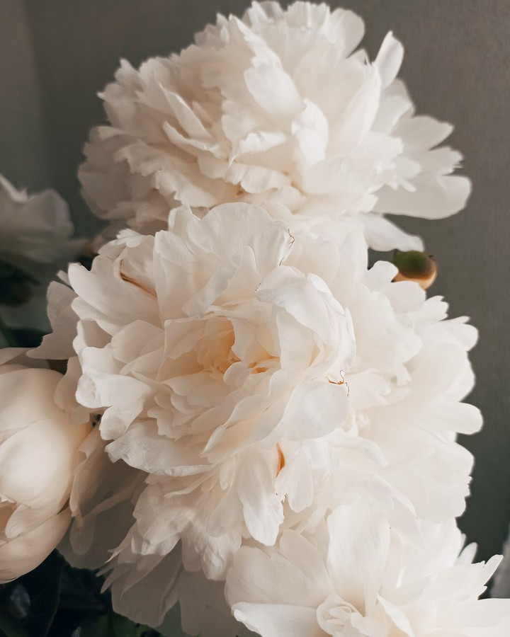 Peonies