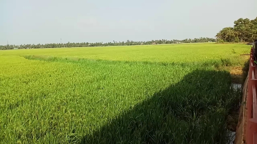 Greenery
