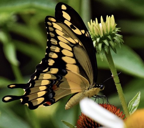 organism, flower Hintergrundbilder
