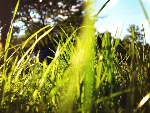 Grass
