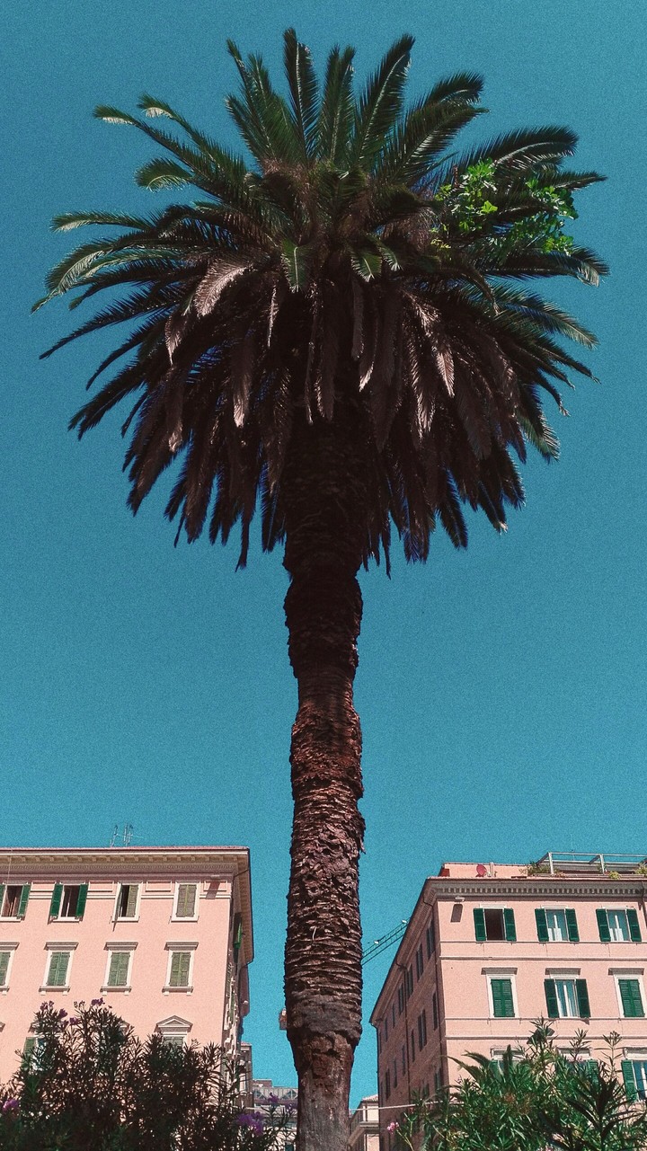 palm