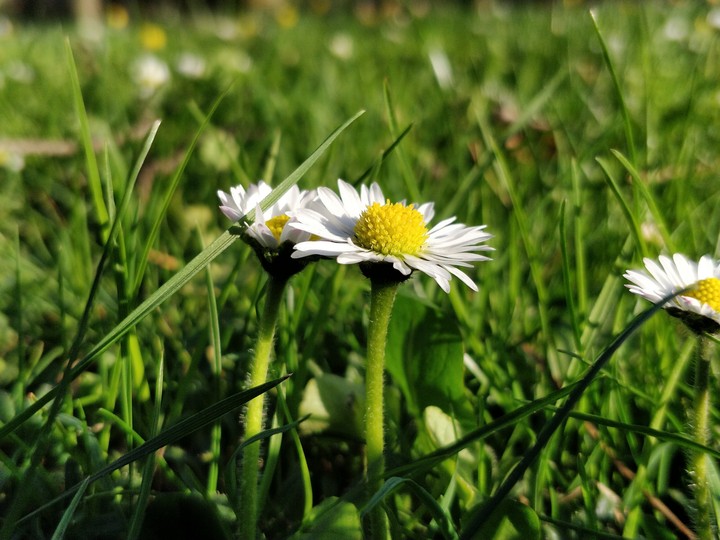 Daisy in a Nowy Targ Park