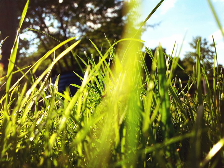 Grass