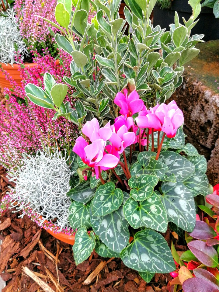 Blumen