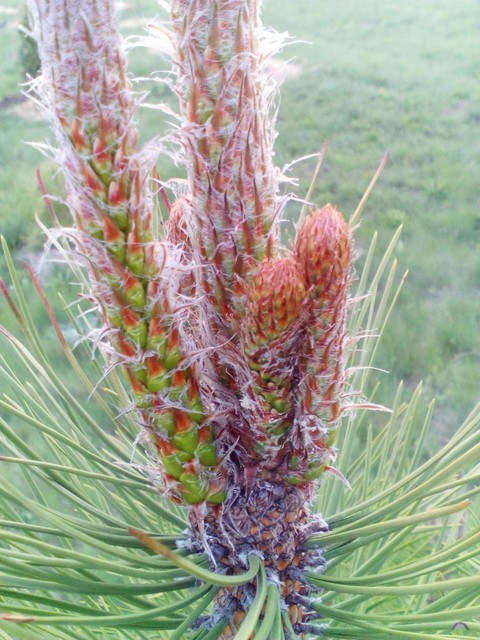 cedar buds