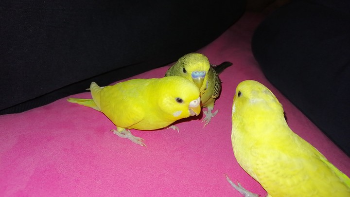 my bird