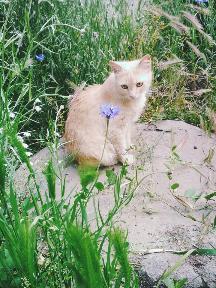 Cute cat