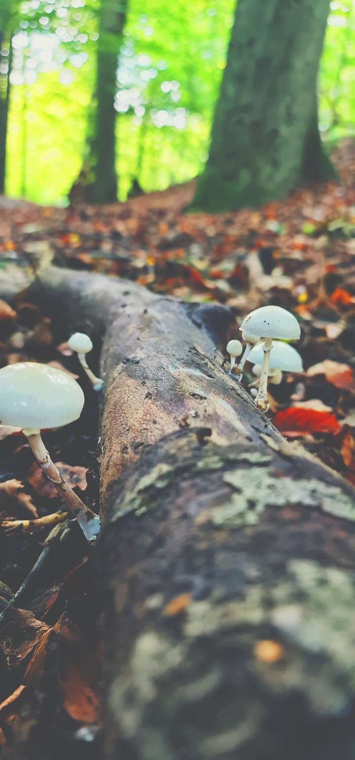 Autumn treasures