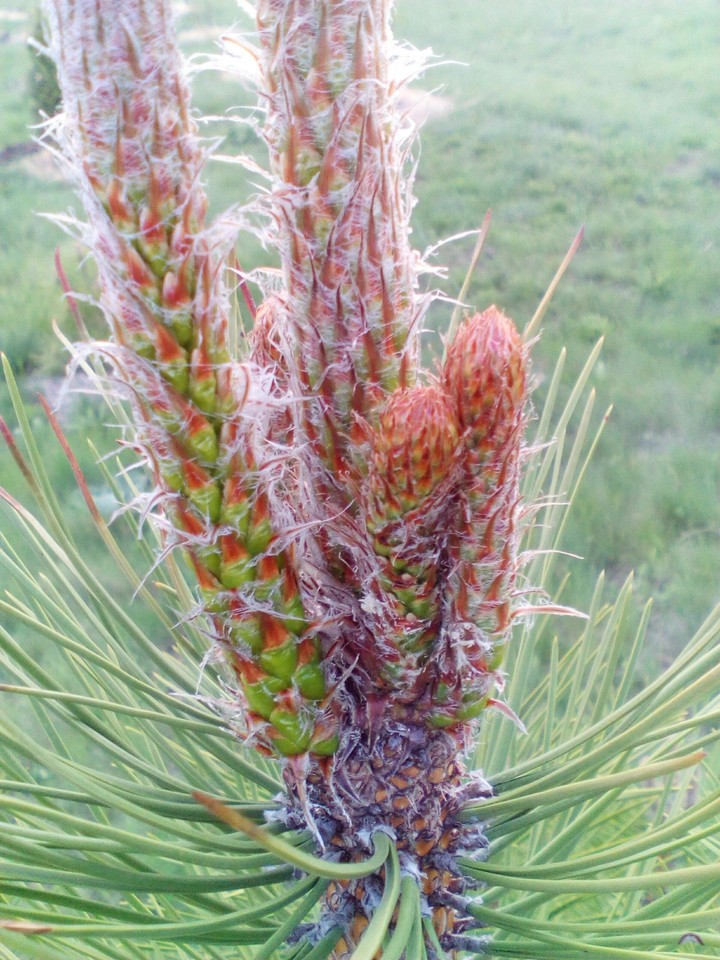 cedar buds