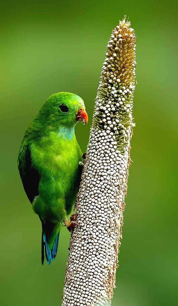 Green beauty