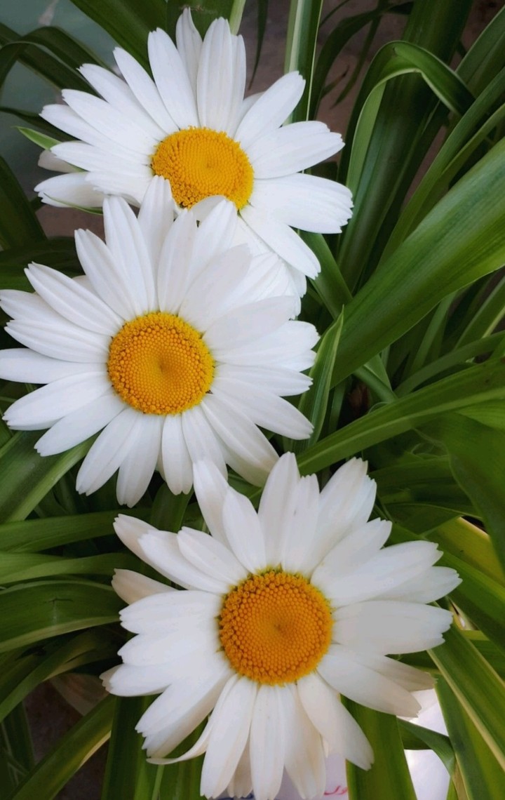 papatya