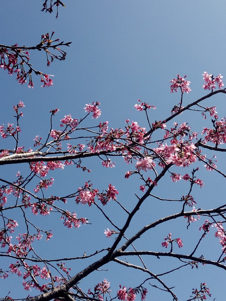 春櫻