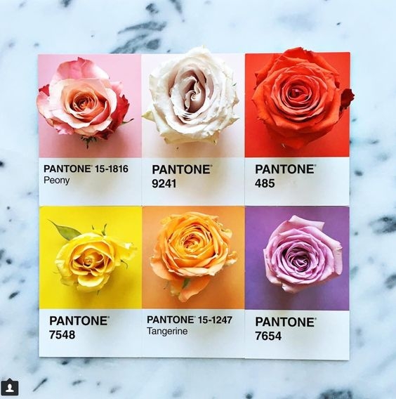 Roses