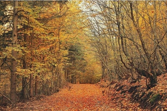 forest