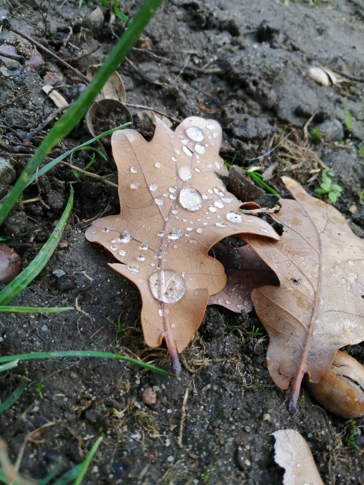 raindrop