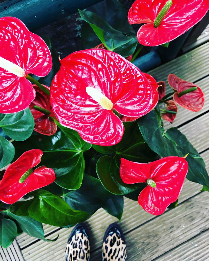 flowers
