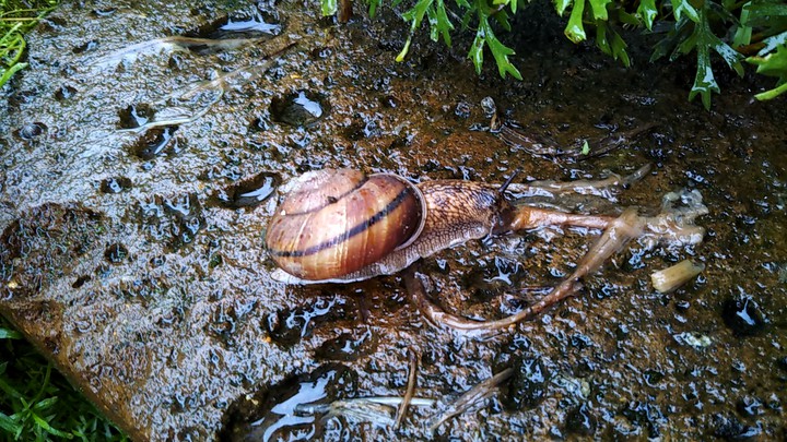 Snail