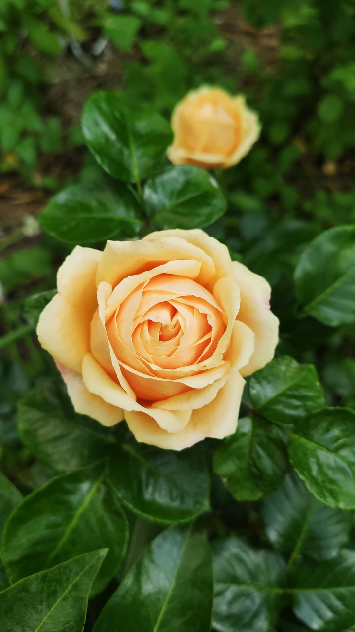 Yellow rose