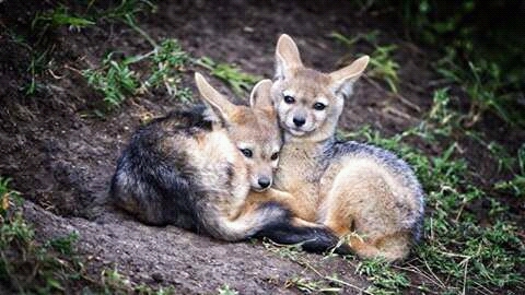 lone fox