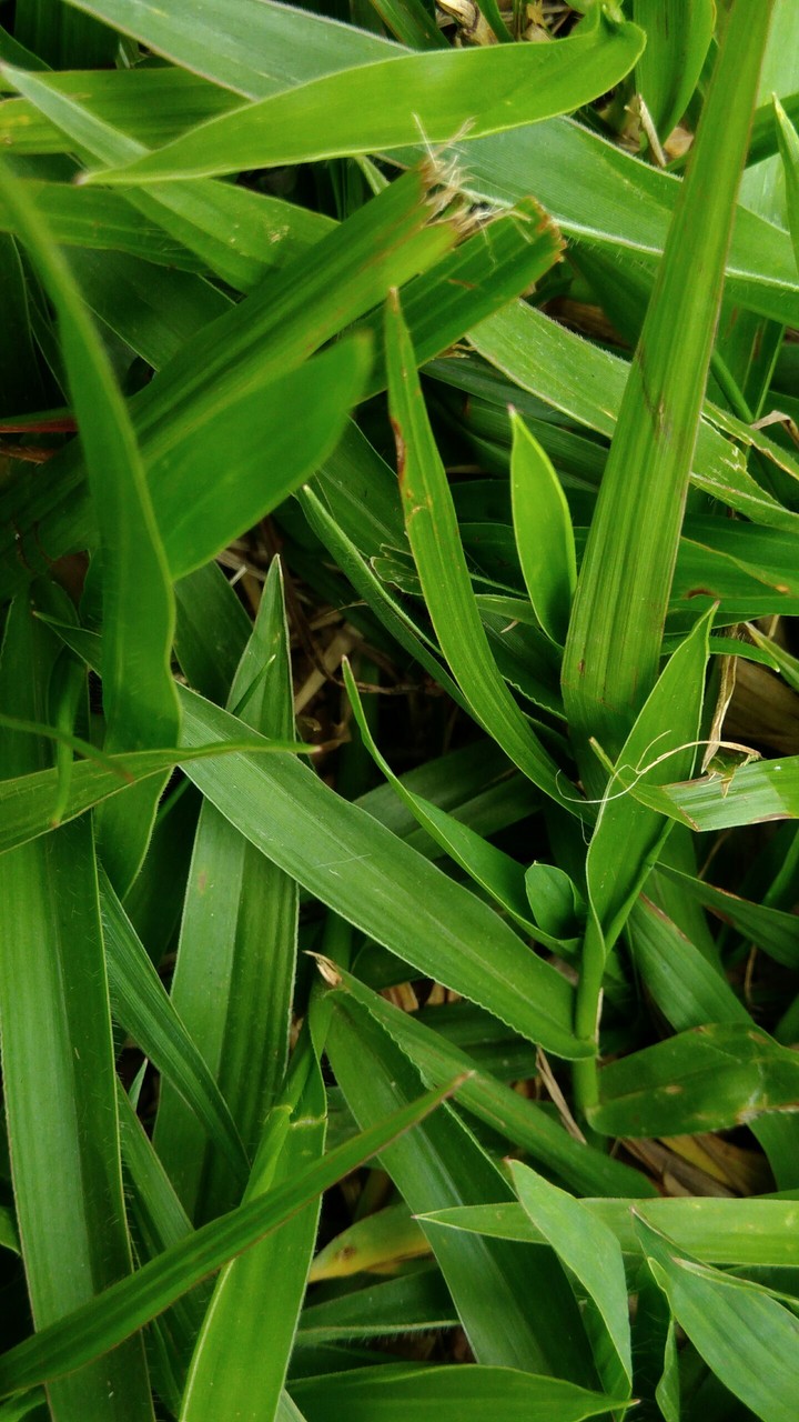 Grama verde