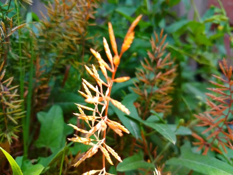 plant, leaf háttérképek