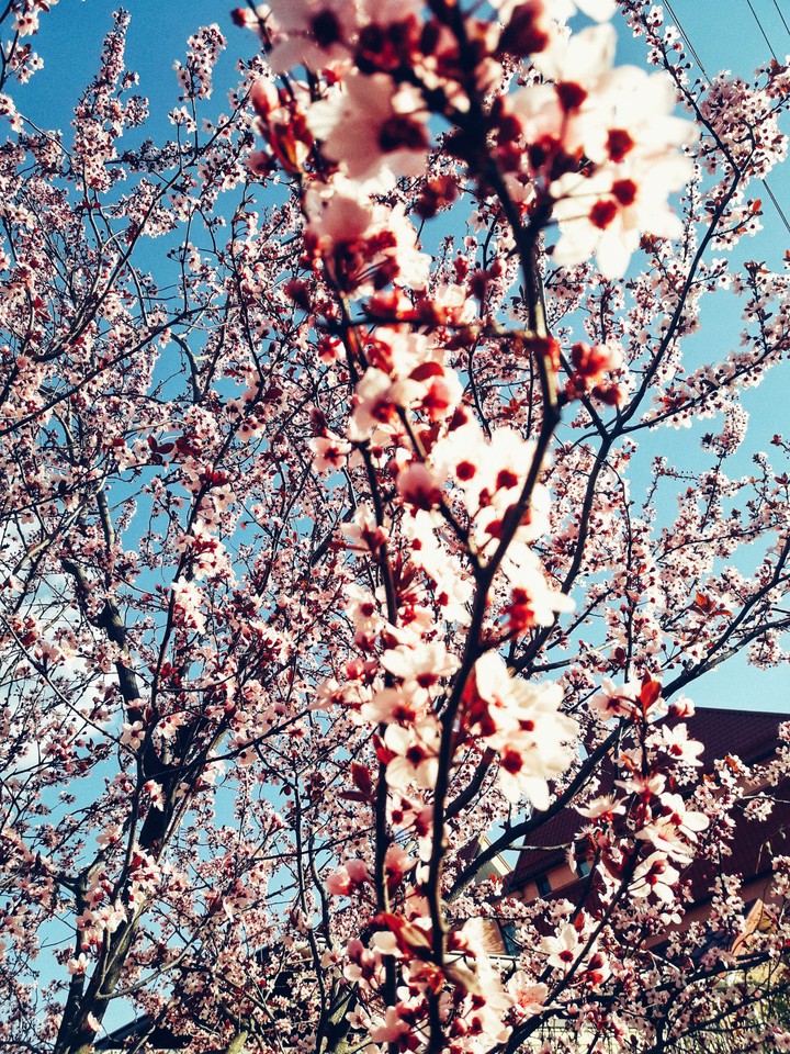 spring