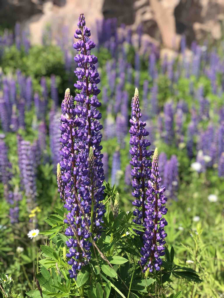 Lavender love