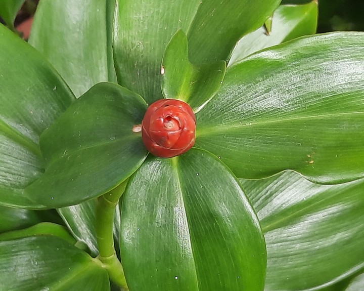 ⚘