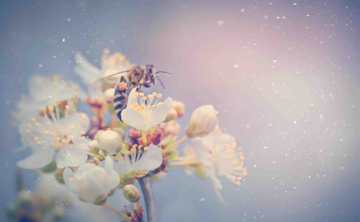 spring