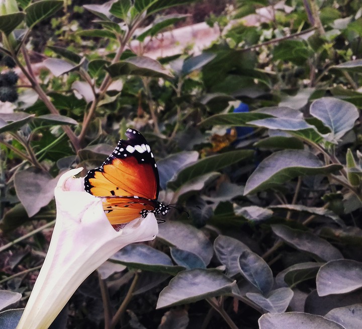 butterfly