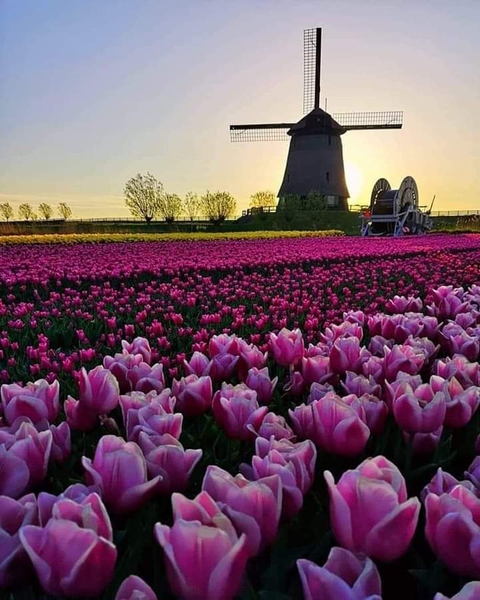 обои atmosphere, windmill