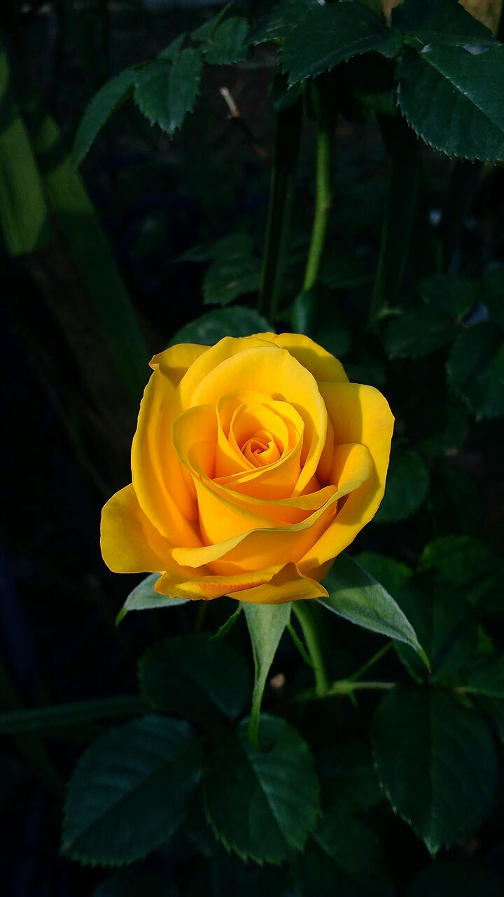 Beautiful Rose