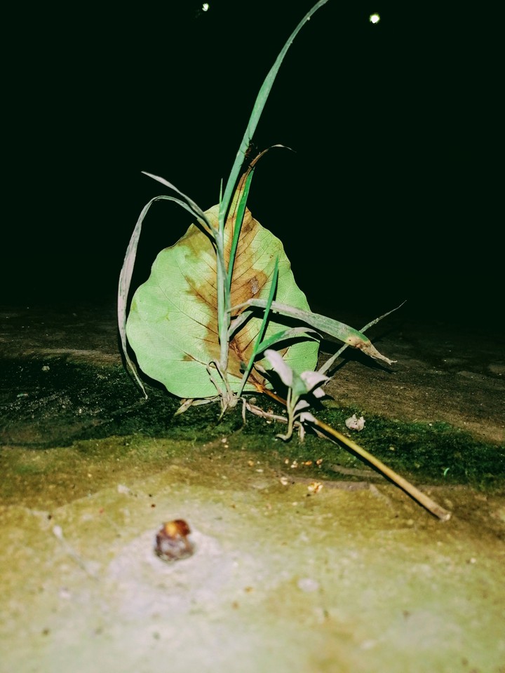 leaf