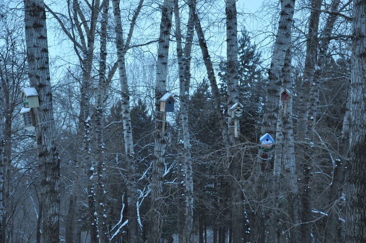 tree